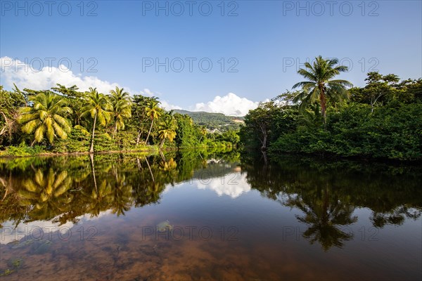 View of a river arm, a tropical mangrove landscape and the natural surroundings of Grande Anse Beach, Basse Terre, Guadeloupe, the French Antilles and the Caribbean, North America