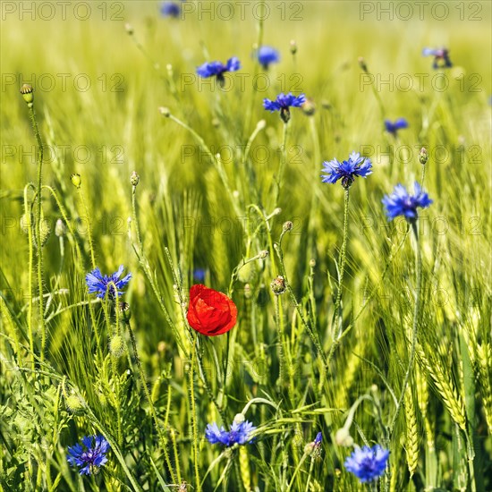 Red poppy flower (Papaver rhoeas), green barleys (Hordeum vulgare), cornflowers (Centaurea cyanus), field flowers, wildflowers in barley field, symbolic photo, organic farming, organic cultivation, Weserbergland, Polle, Lower Saxony, Germany, Europe