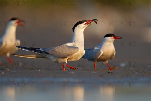 Common Tern (Sterna hirundo), courtship display with fish in beak, Danube Delta Biosphere Reserve, Romania, Europe