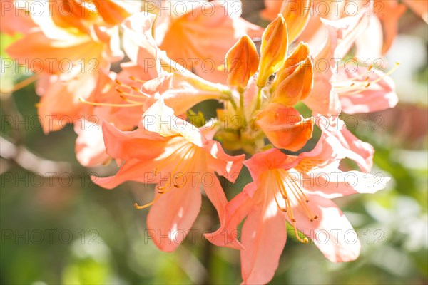 Rhododendron (azalea) flowers of various colors in the spring garden. Closeup. Blurred background