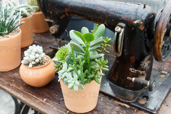 Beautiful succulent plant in greenhouse with old sewing machine. Closeup, selective focus