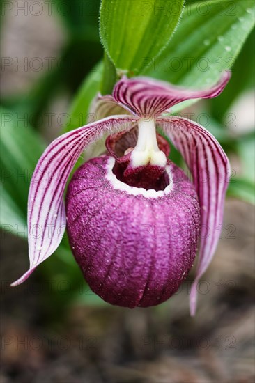 Beautiful orchids of different colors on green background in the garden. Lady's-slipper hybrids. Close up