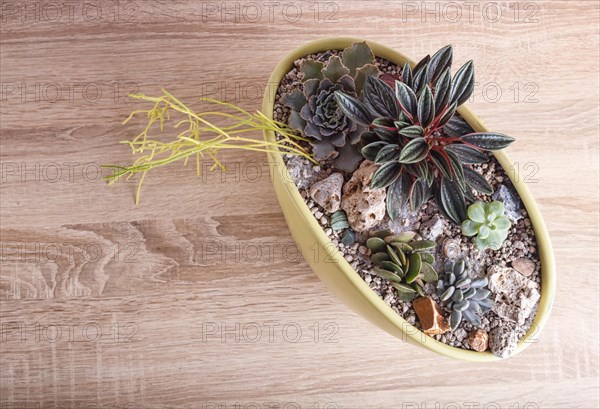 Small succulents in a ceramic pot on a wooden background