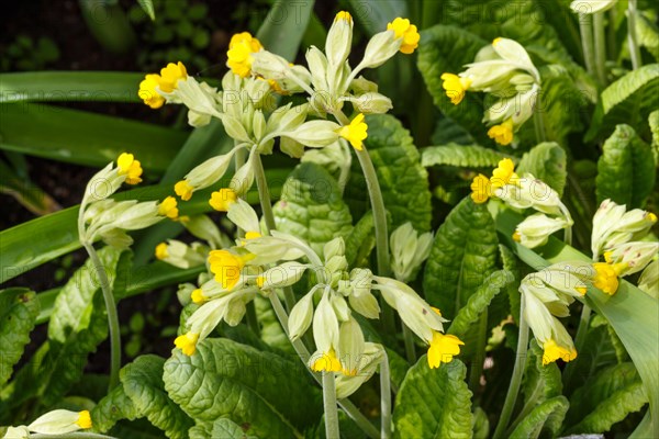 Primrose or primula in the spring garden. Purple, pink, yellow, white primroses in spring garden