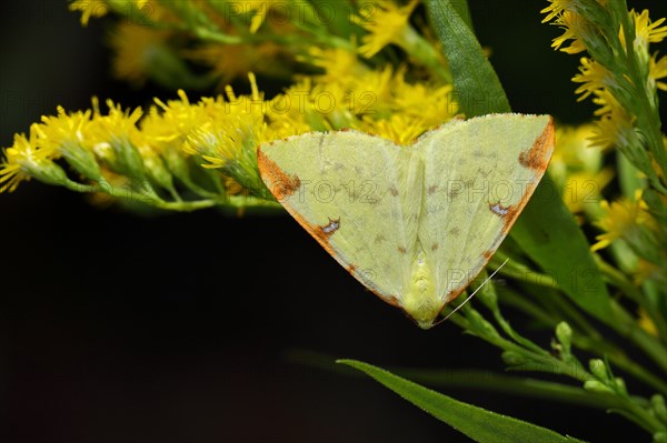 Yellow or brimstone moth (Opisthograptis luteolata), sitting on goldenrod (Solidago virgaurea), Wilnsdorf, North Rhine-Westphalia, Germany, Europe