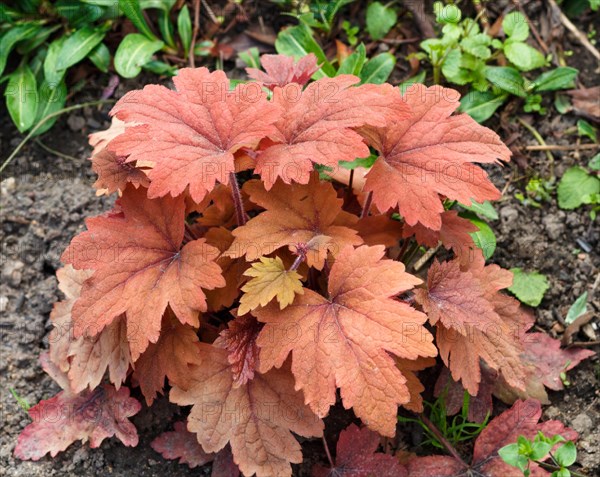 Heuchera or coral bells, plant with beautiful colored leaves