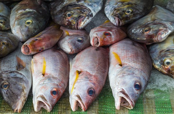 Fresh red snapper on ice in the market