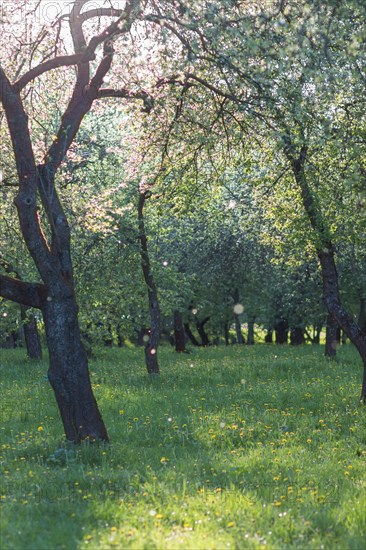 Blooming apple trees in spring park