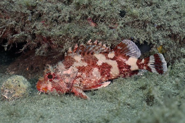 Madeira rockfish (Scorpaena maderensis), dive site El Cabron Marine Reserve, Arinaga, Gran Canaria, Spain, Atlantic Ocean, Europe
