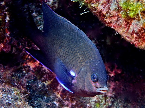 Neon reef perch (Abudefduf luridus), dive site Malpique, La Palma, Canary Islands, Spain, Atlantic Ocean, Europe