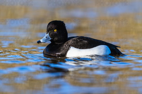 Male of Tufted Duck, Aythya fuligula, bird on water at winter time