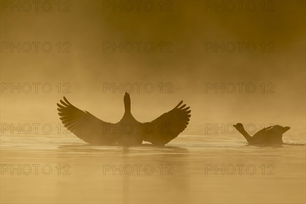 Greylag goose (Anser anser) stretching its wings on a lake at sunrise being watched by a Canada goose (Branta canadensis) adult bird, England, United Kingdom, Europe