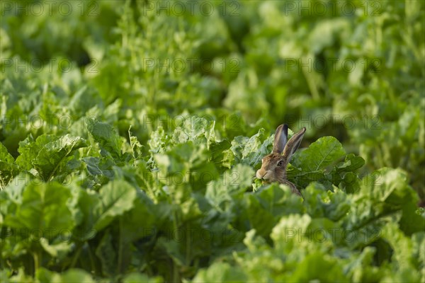 Brown hare (Lepus europaeus) adult feeding in a farmland sugar beet field, Suffolk, England, United Kingdom, Europe