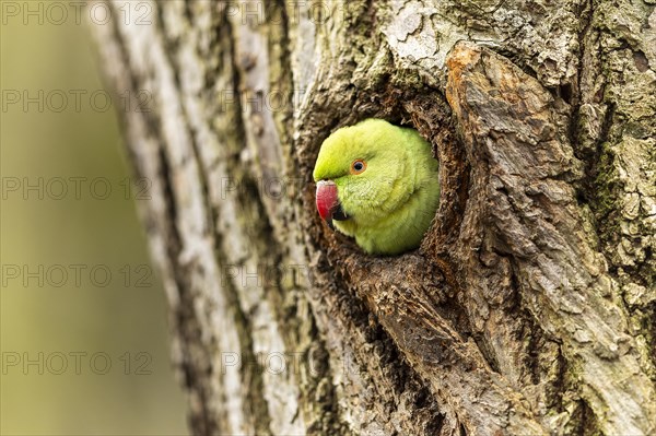 Rose-ringed parakeet (Psittacula krameri) looking out of its breeding den, wildlife, Germany, Europe