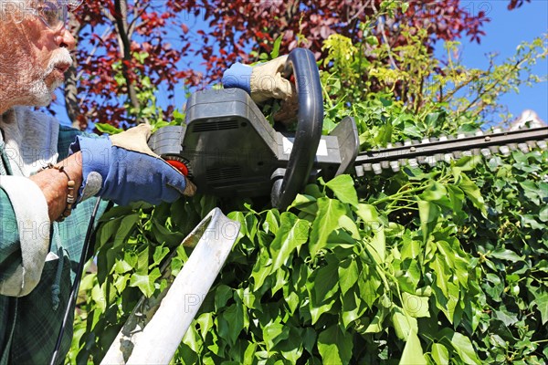 Man cutting hedges and greenery