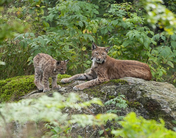 Eurasian lynx (Lynx lynx) female, mother and young on a rock, Germany, Europe