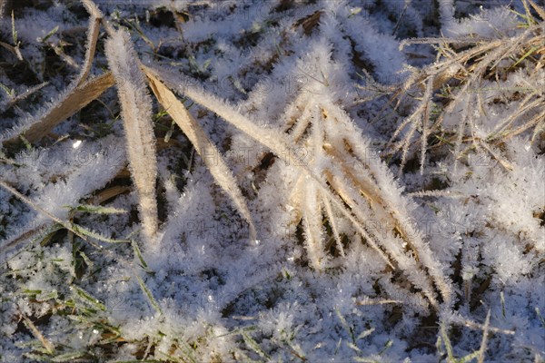 Close-up of grasses with hoar frost, Arnsberg Forest nature park Park, Sauerland, North Rhine-Westphalia, Germany, Europe
