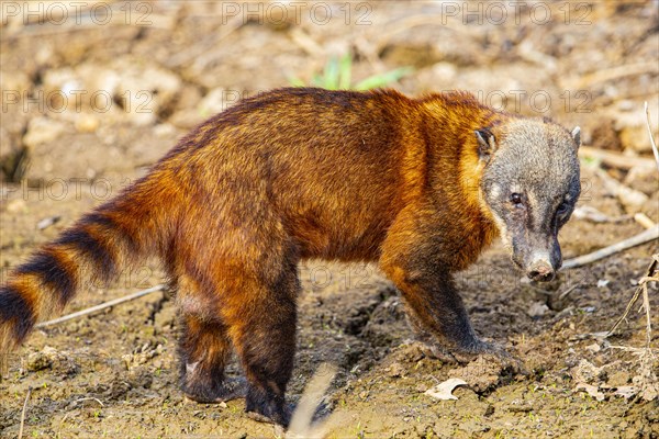 South American coati (nasua nasua) Pantanal Brazil