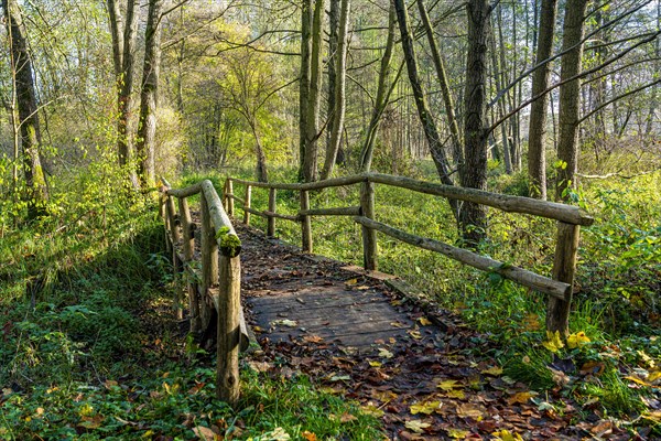 Wooden bridge in the forest, Berlin, Germany, Europe