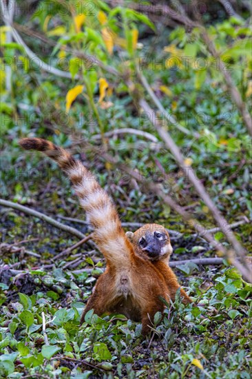 South American coati (nasua nasua) Pantanal Brazil