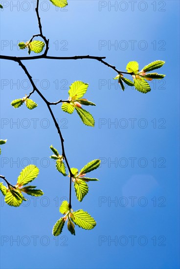 A branch with very young leaves of a common hornbeam (Carpinus betulus) in early spring