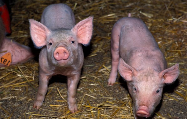 A piglet in the pigsty looks curiously at the photographer