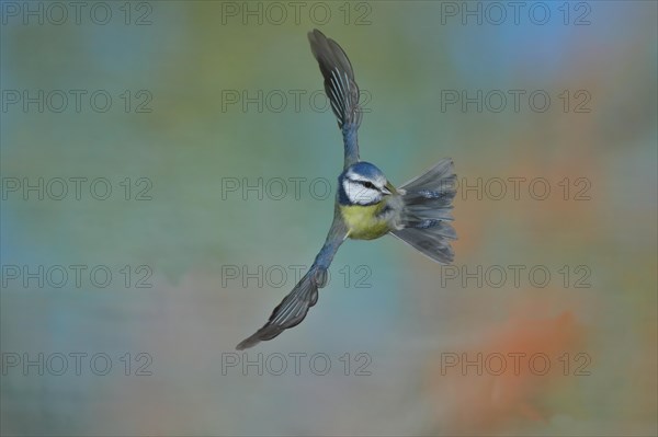 Blue Tit (Parus caeruleus) in flight, flight photo frontal from below, Wilden, North Rhine-Westphalia, Germany, Europe