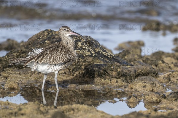 Eurasian curlew (Numenius arquata), Costa Teguise, Lanzarote, Spain, Europe