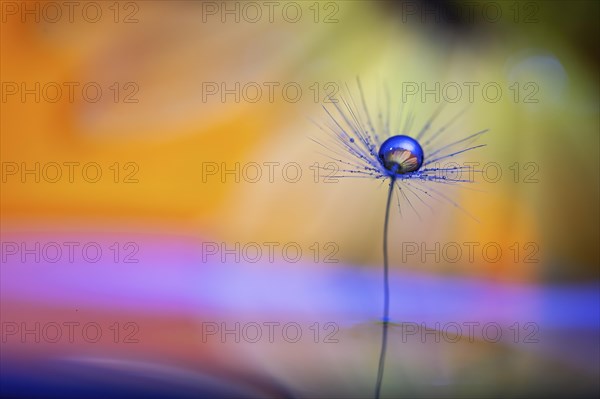 A macro image with a drop of water on a dandelion seed against a colourful background