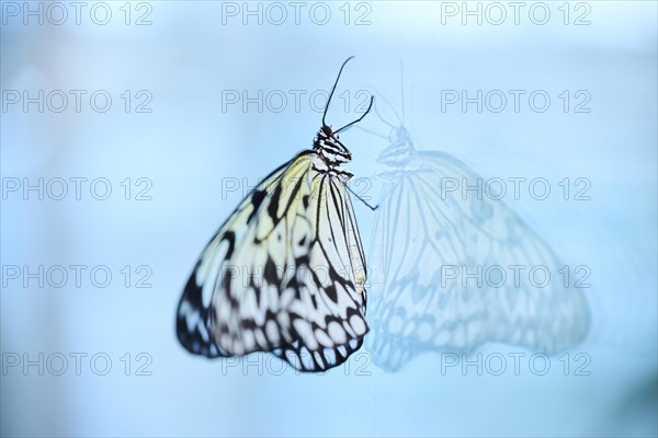 Paper kite butterfly (Idea leuconoe) butterfly sitting on a glass, Germany, Europe