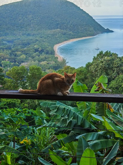 A red cat on a terrace in the foreground, in the background the beach Grande Anse on Basse Terre, Guadeloupe, the French Antilles and the Caribbean, North America