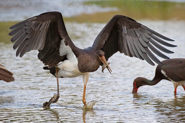 Black stork (Ciconia nigra), young bird with fish, Mecklenburg-Western Pomerania, Germany, Europe