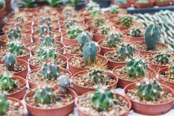 Small succulent plants background. greenhouse, top view, floral texture