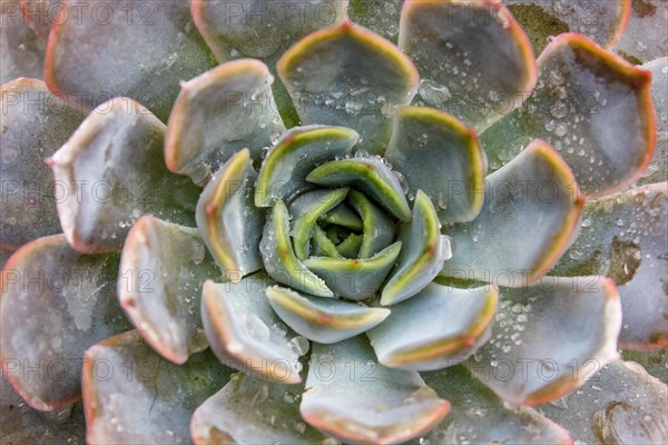 Beautiful succulent plant in greenhouse. Closeup, floral patterns, selective focus