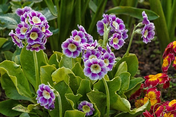 Primrose or primula in the spring garden. Purple, pink, yellow, white primroses in spring garden