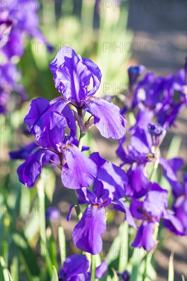 Colorful purple irises in a botanical garden