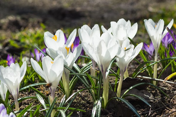 Crocuses blooming in the botanical garden in spring