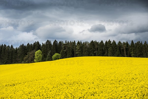 Approaching thunderstorm and rape field in bloom, near Salem, Lake Constance, Baden-Wuerttemberg, Germany, Europe