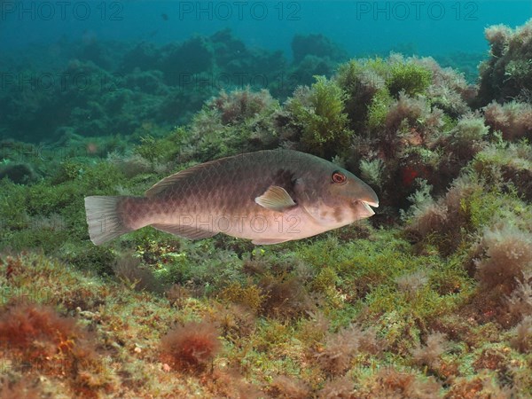 Mediterranean parrotfish (Sparisoma cretense), El Cabron marine reserve dive site, Arinaga, Gran Canaria, Spain, Atlantic Ocean, Europe