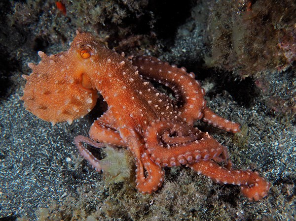 White-spotted octopus (Callistoctopus octopus macropus) at night. Dive site Los Cancajos, La Palma, Canary Islands, Spain, Atlantic Ocean, Europe