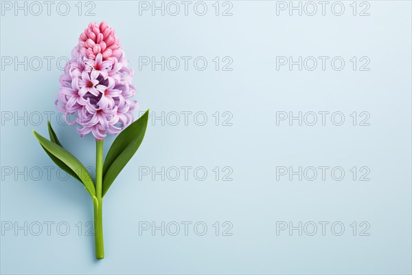 Single violeta nd pink Hyacinth flower on pastel blue background with copy space. KI generiert, generiert AI generated