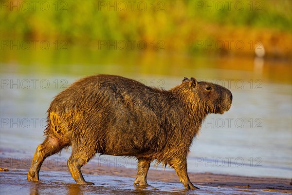 Capybara (Hydrochaeris hydrochaeris) Pantanal Brazil