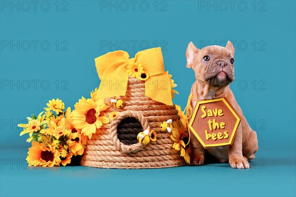 Fawn French Bulldog dog puppy with 'Save the bees' sign next to beehive and flowers on teal blue background