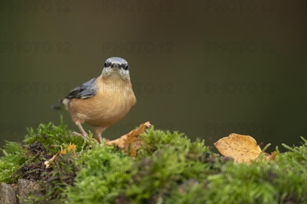 European nuthatch (Sitta europaea) adult bird on a moss covered tree stump in autumn, Wales, United Kingdom, Europe