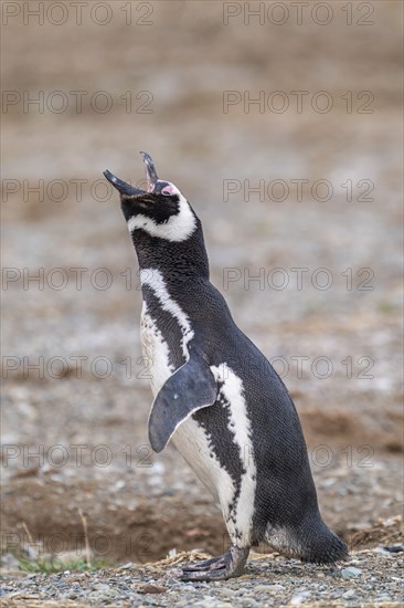 Magellanic penguin (Spheniscus magellanicus) with open beak calling, Penguin National Park on Magdalena Island, Magellanes, Patagonia, Chile, South America