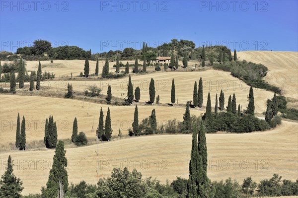 La Foce cypress avenue, Tuscany, Italy, Europe