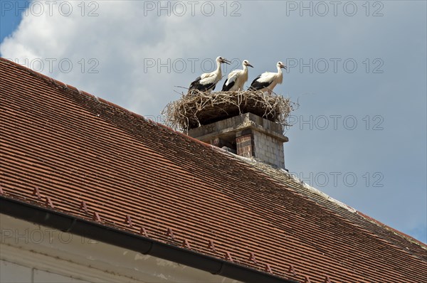 Three young white storks (Ciconia ciconia) at the nest on a roof, Rust, Burgenland, Austria, Europe