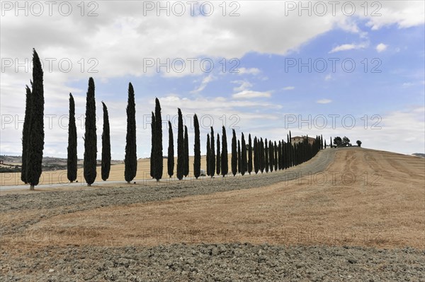 Cypress avenue with farmhouse, south of Pienza, Tuscany, Italy, Europe