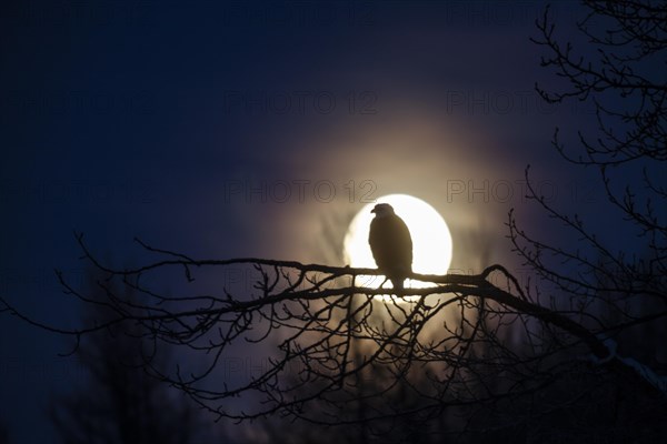 Bald eagle (Haliaeetus leucocephalus) perched on branch in front of full moon, Haines, Alaska, USA, North America