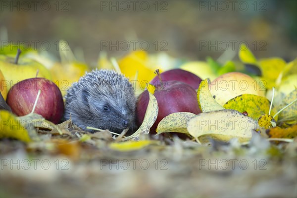 European hedgehog (Erinaceus europaeus) adult animal walking amongst fallen apples on a garden lawn in the autumn, Suffolk, England, United Kingdom, Europe